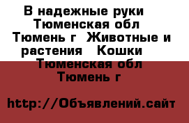 В надежные руки  - Тюменская обл., Тюмень г. Животные и растения » Кошки   . Тюменская обл.,Тюмень г.